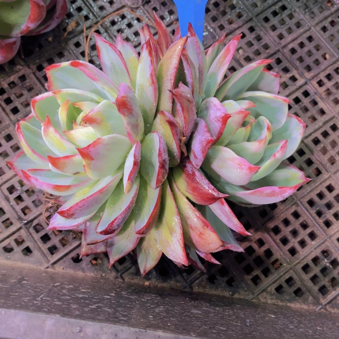 惊鸿Ａ831号一颗一物一拍