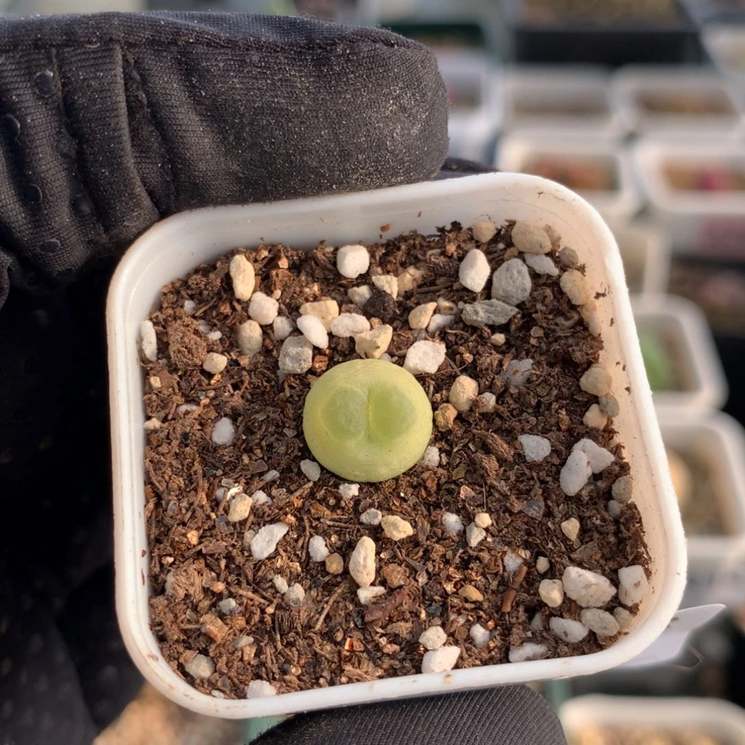 a838紫皮拉登一颗