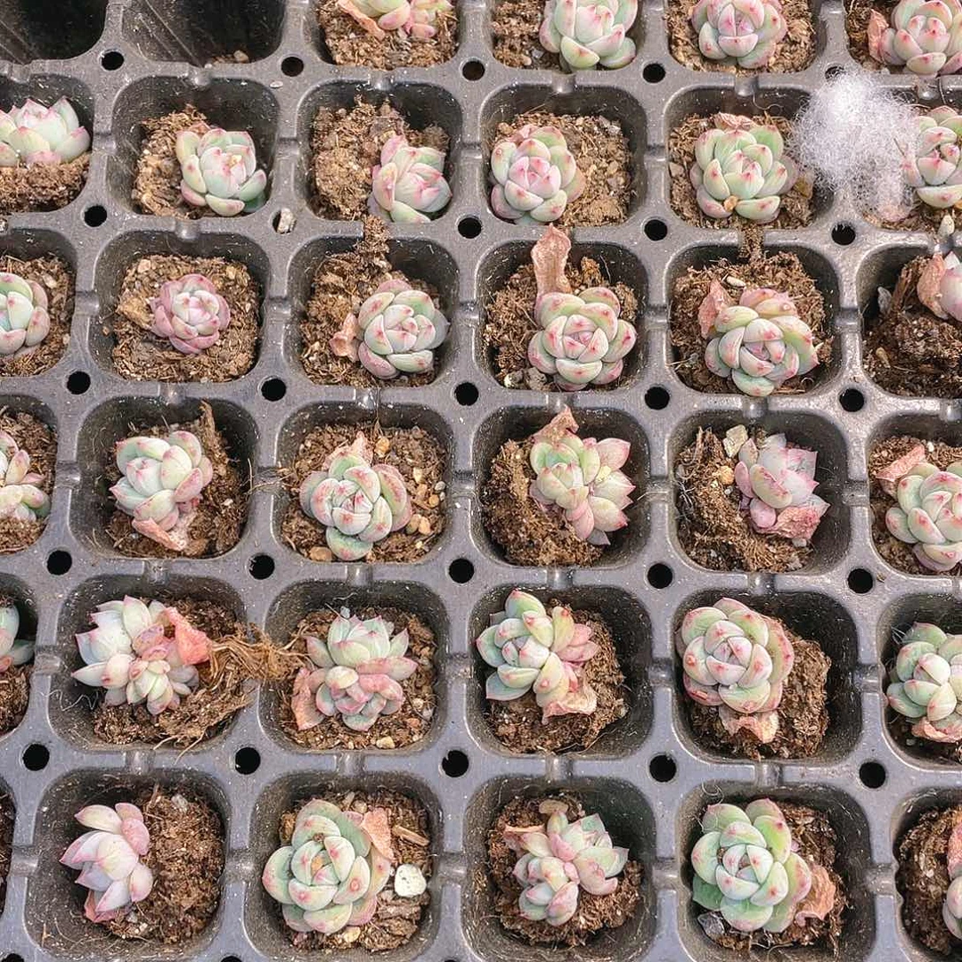 雪花珍妮穴不包整一个满25包邮