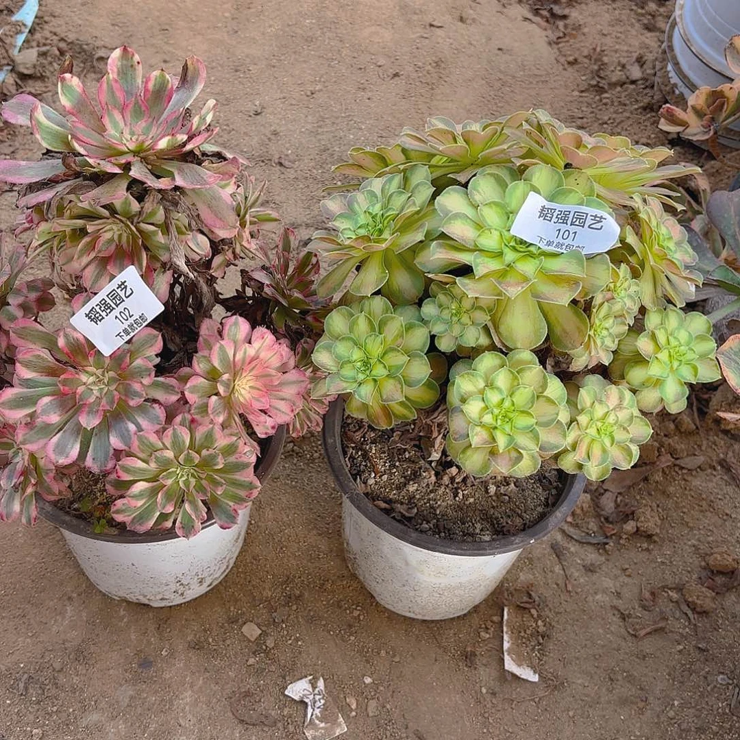 铜壶韶华多肉植物101-02