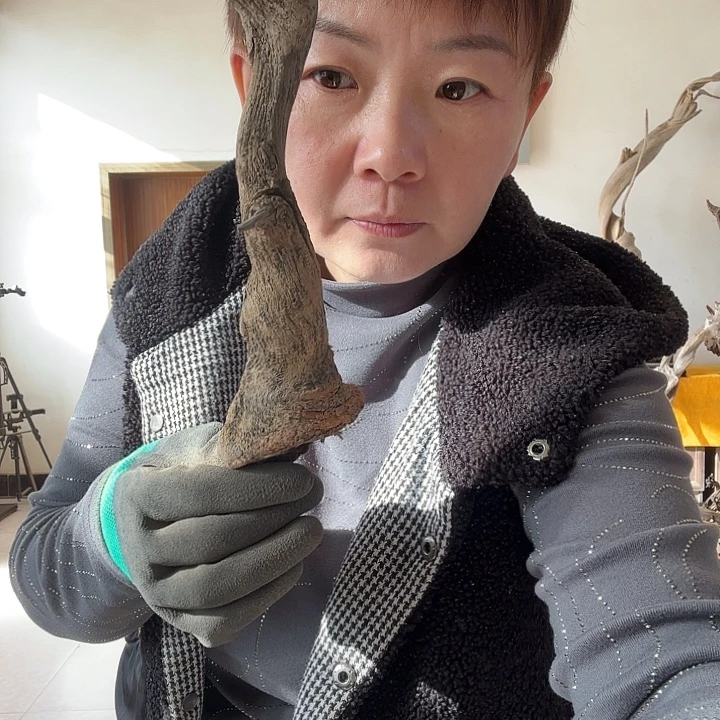 用***6有机玻璃柏柏柏树