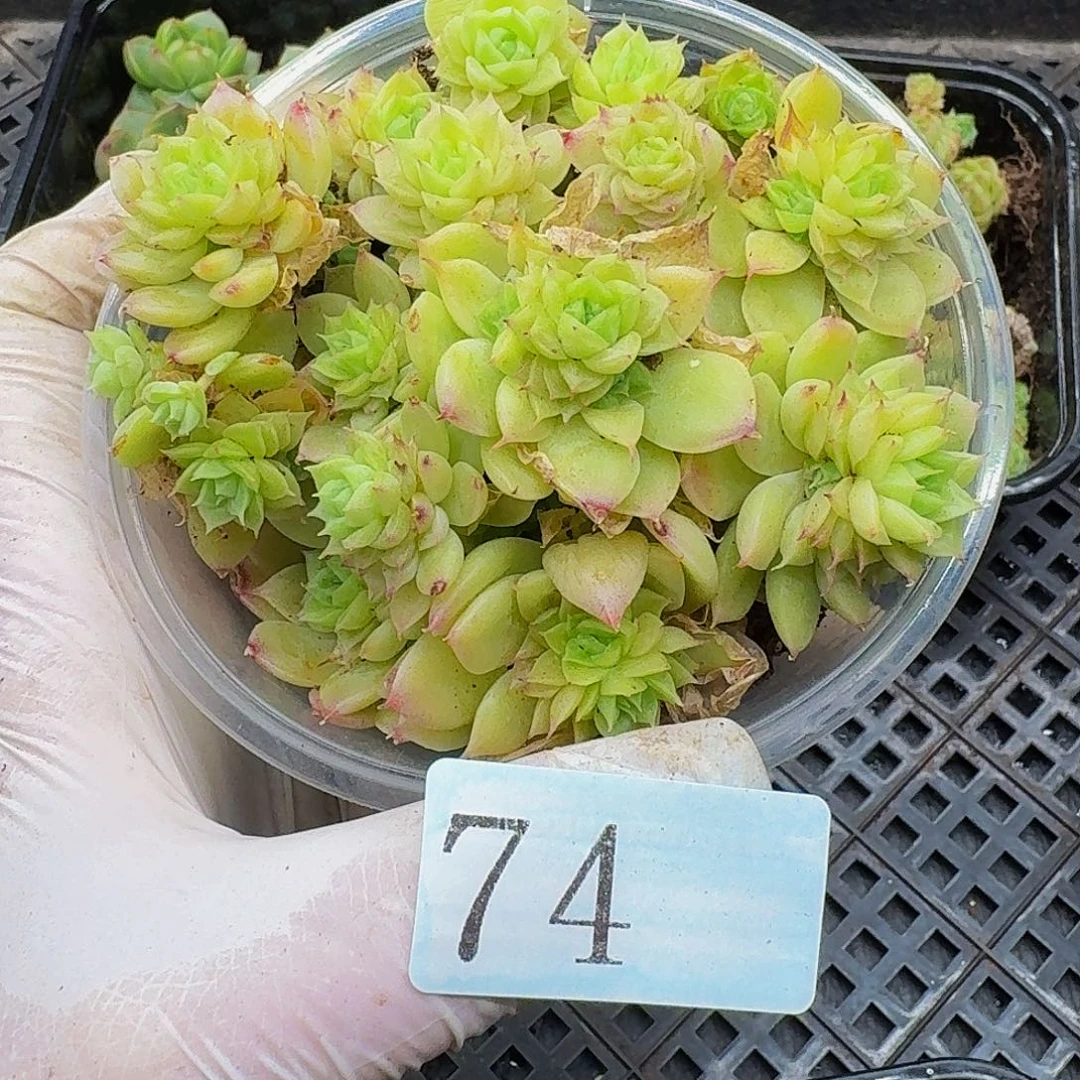 多肉植物多肉植物74