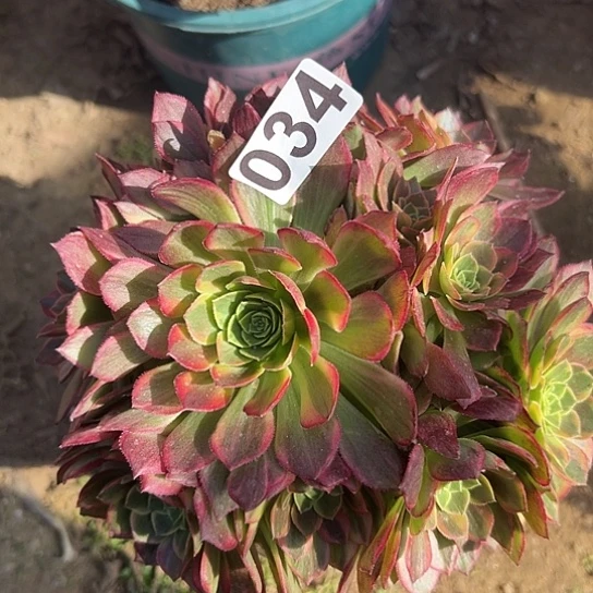 晚*多肉植物一个万黄