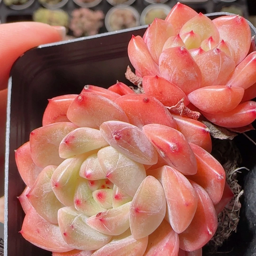 花语多肉1207-38晴川珍妮