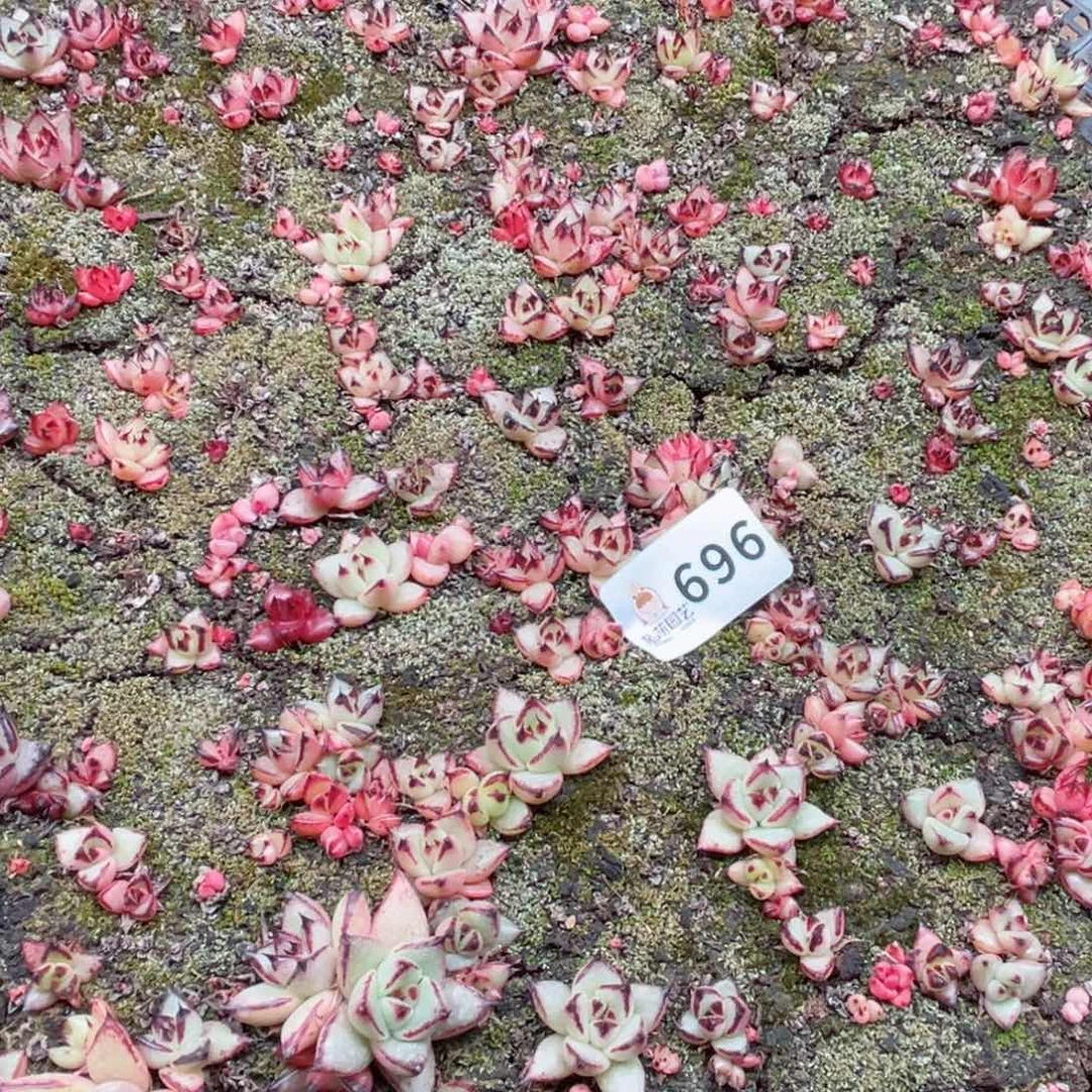 多肉植物多肉植物