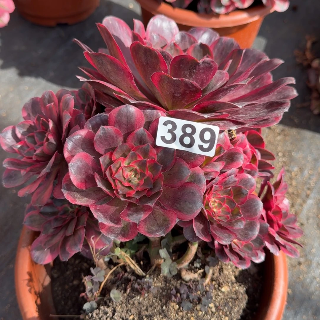 389多肉植物魅金玫瑰锦杆弯特惠关税