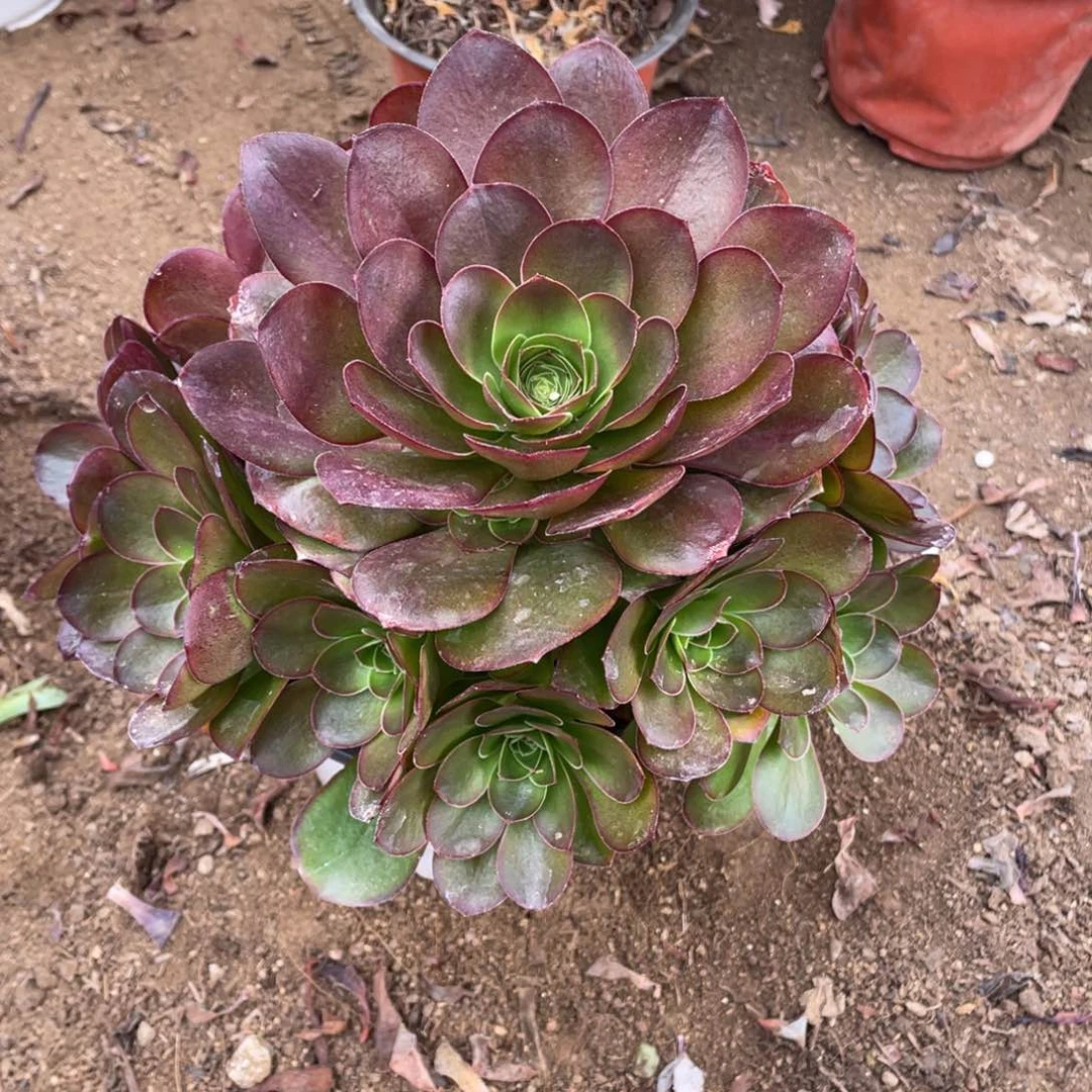 魅金玫瑰多肉法师断枝不包