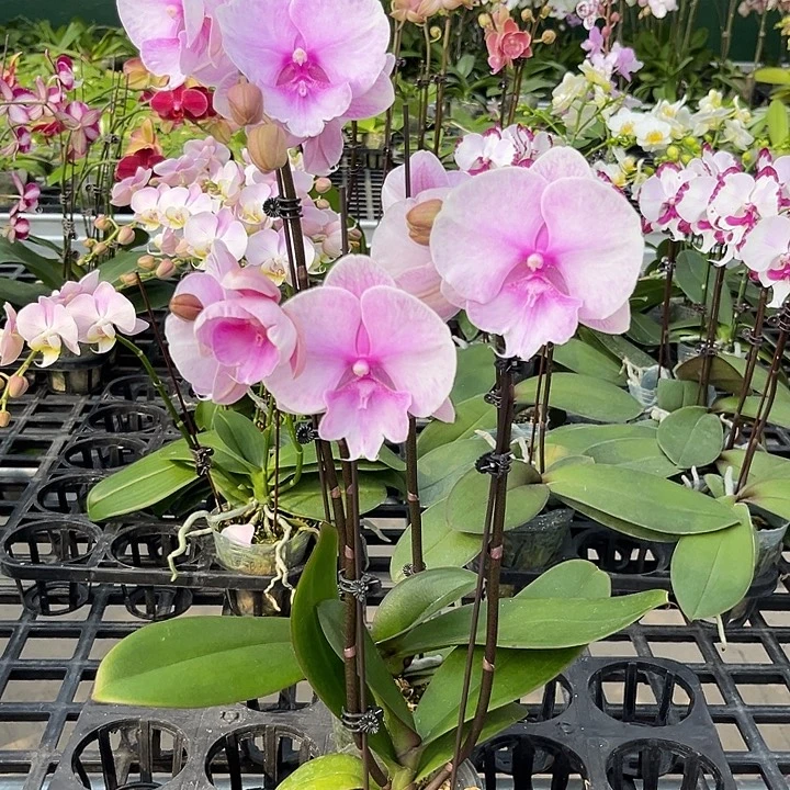 大部分花苞少量开放迷雾无售后