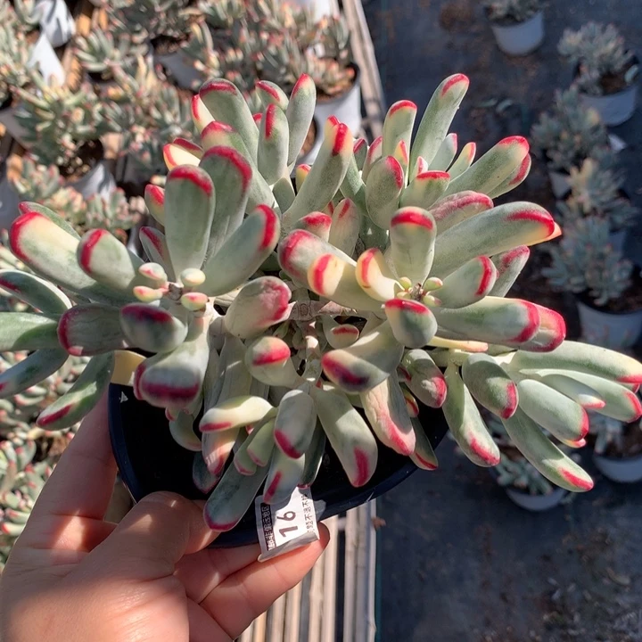 无花朵帮叶福娘锦 1116