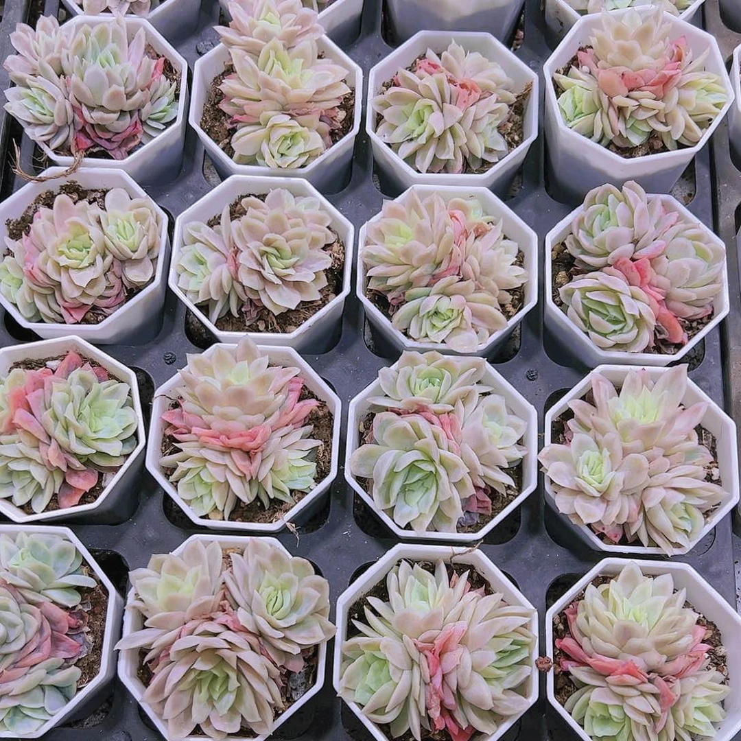 冰片锦群生19包邮