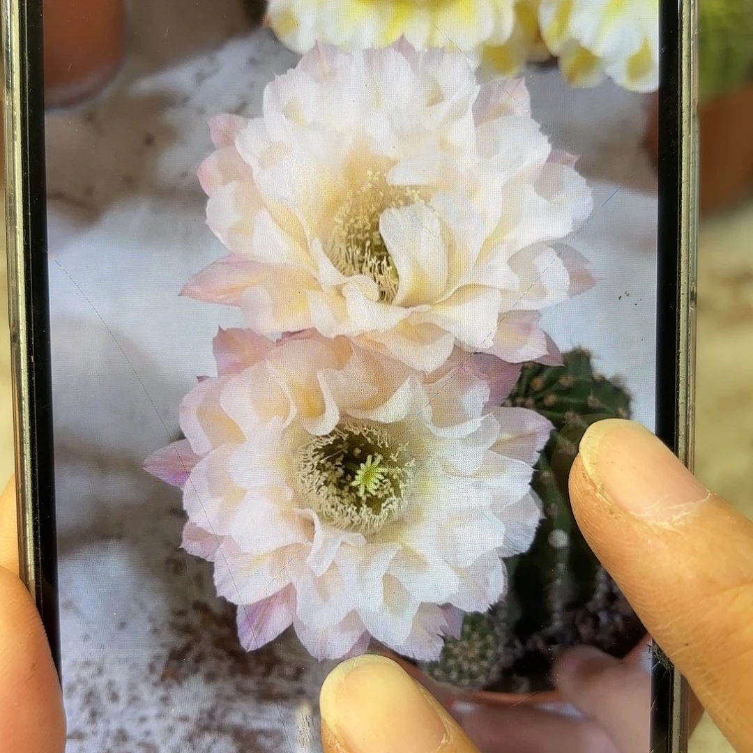 彩草13姨6.8-7公分左右
