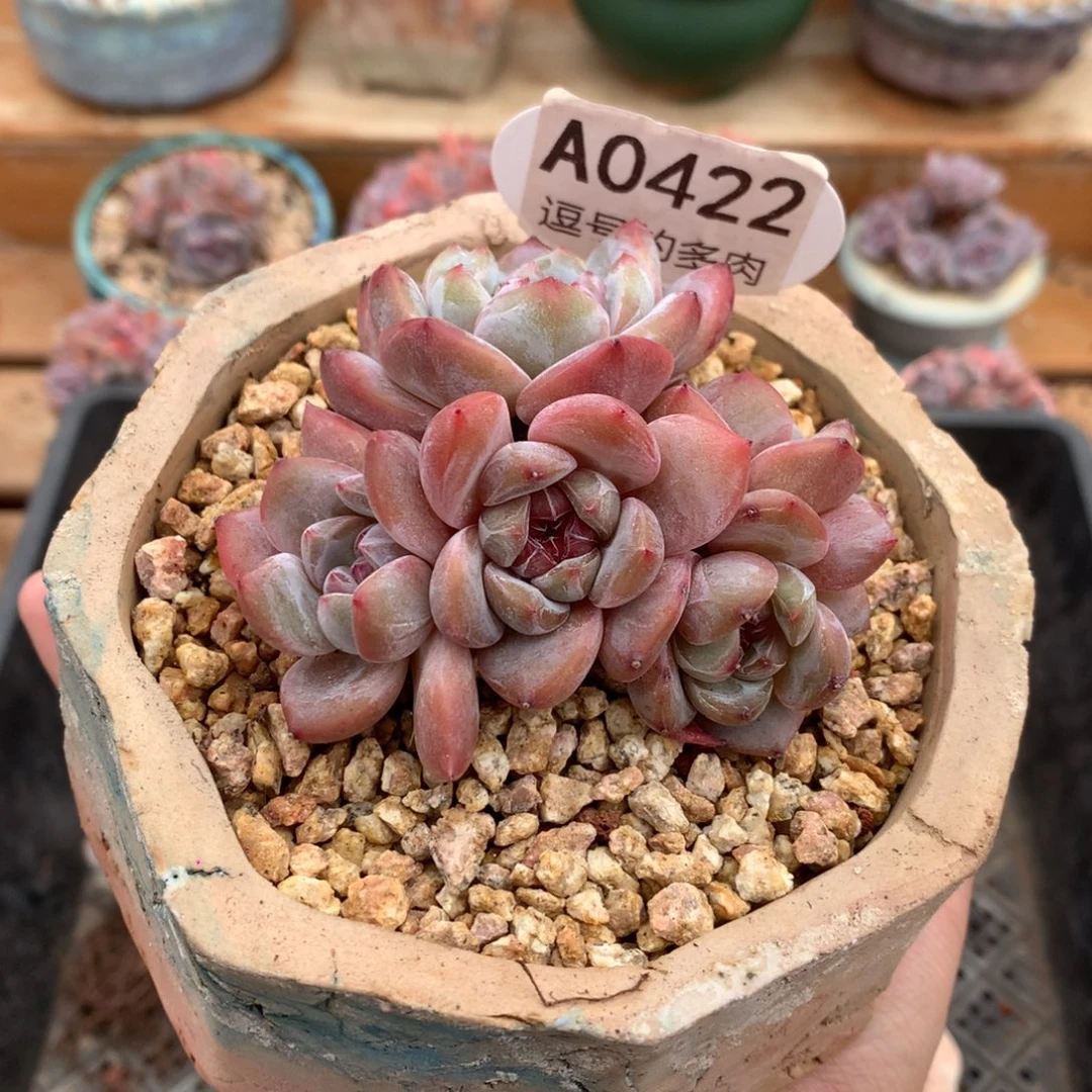 A0422 紫皮星影 有砍 8cm