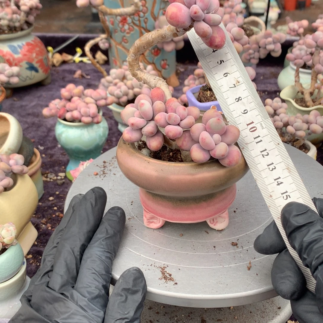 30号桃蛋带盆偏远地区不包邮的