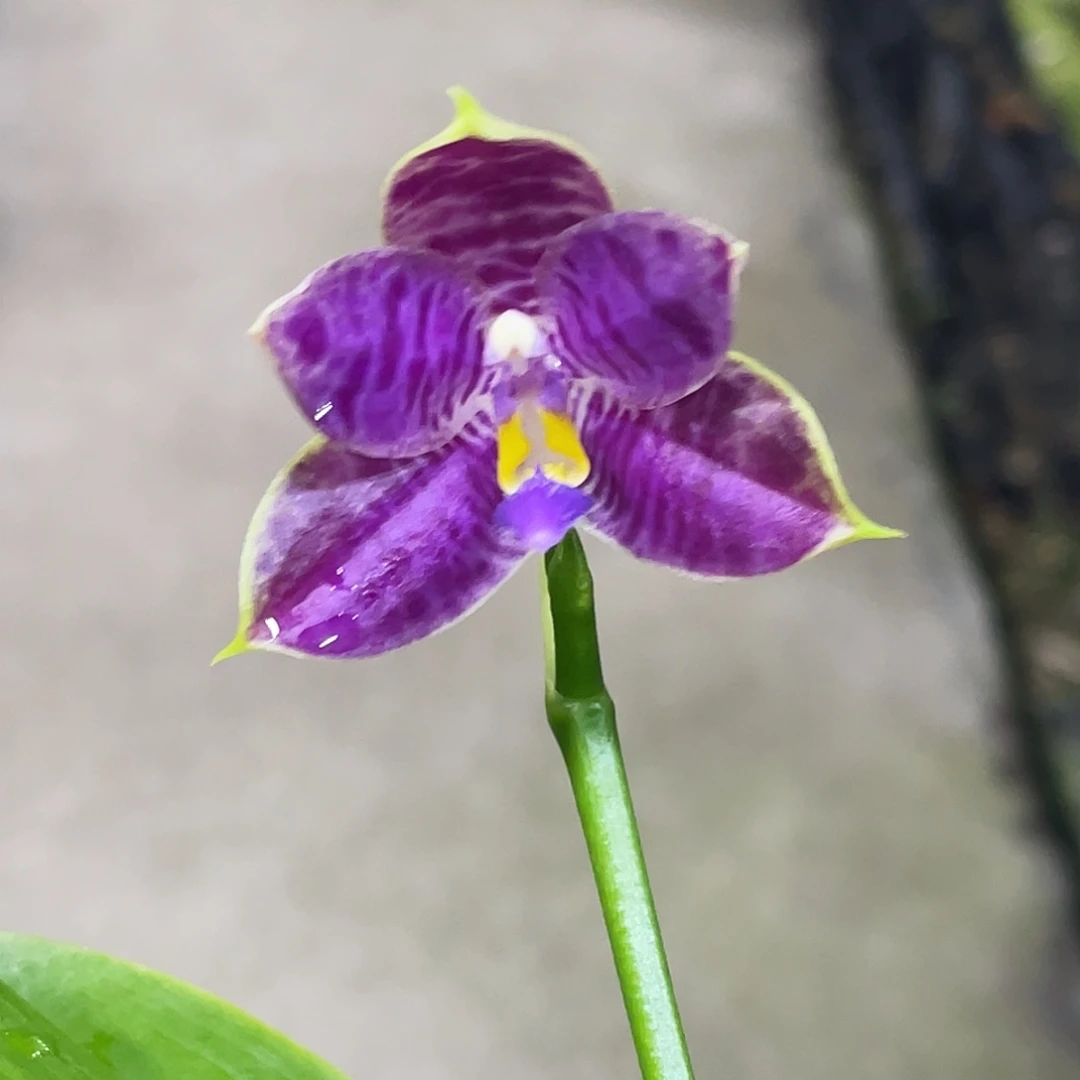 完全开放3667开花株