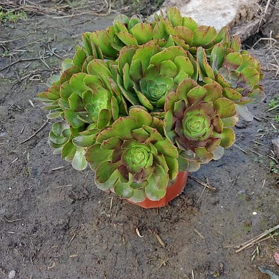 万圣节加急发货29