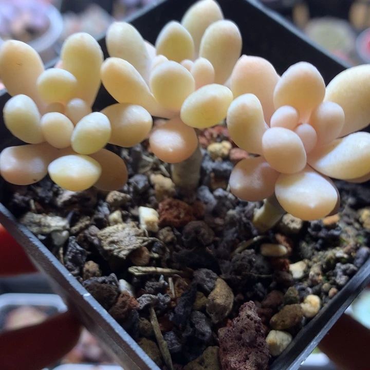 达芙妮多肉一物一拍
