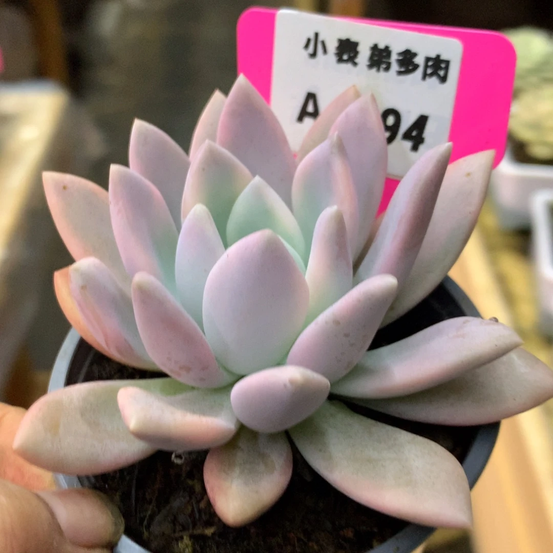 94奥普哈哈哈哈哈