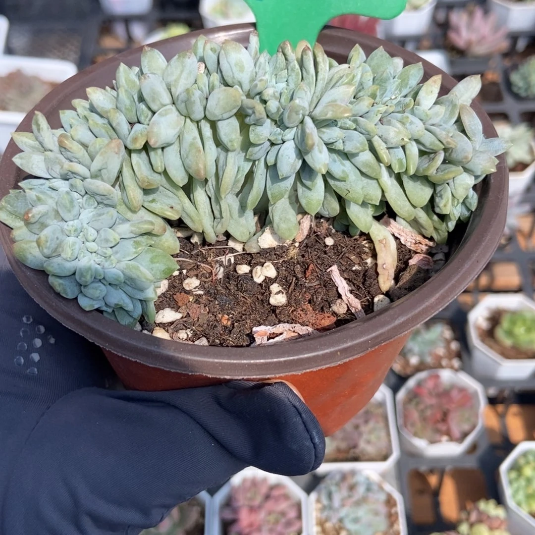 1916奶糖缀多肉植物