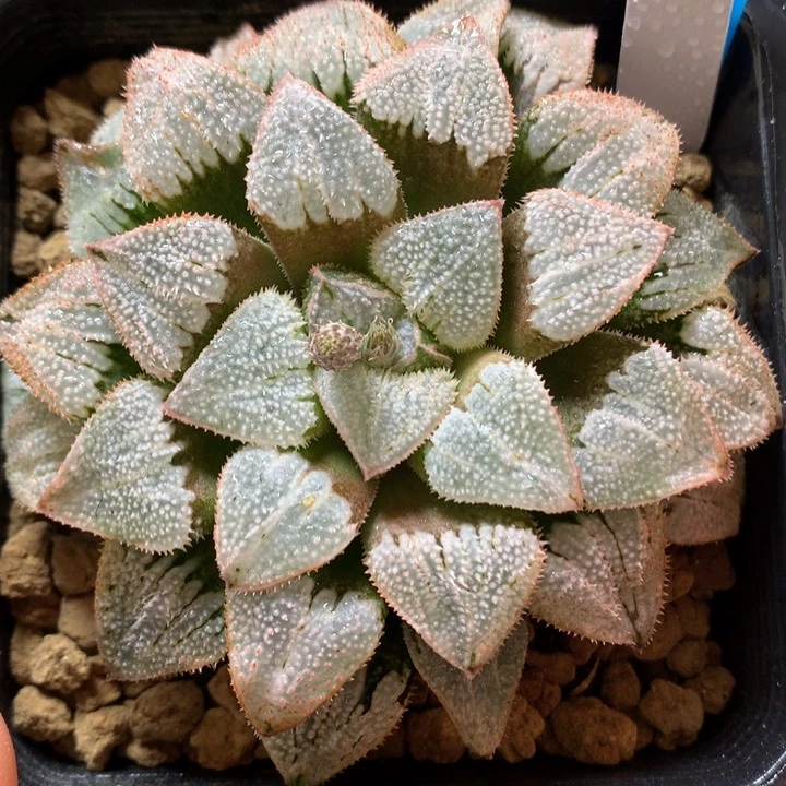 实生寿带盆土发货