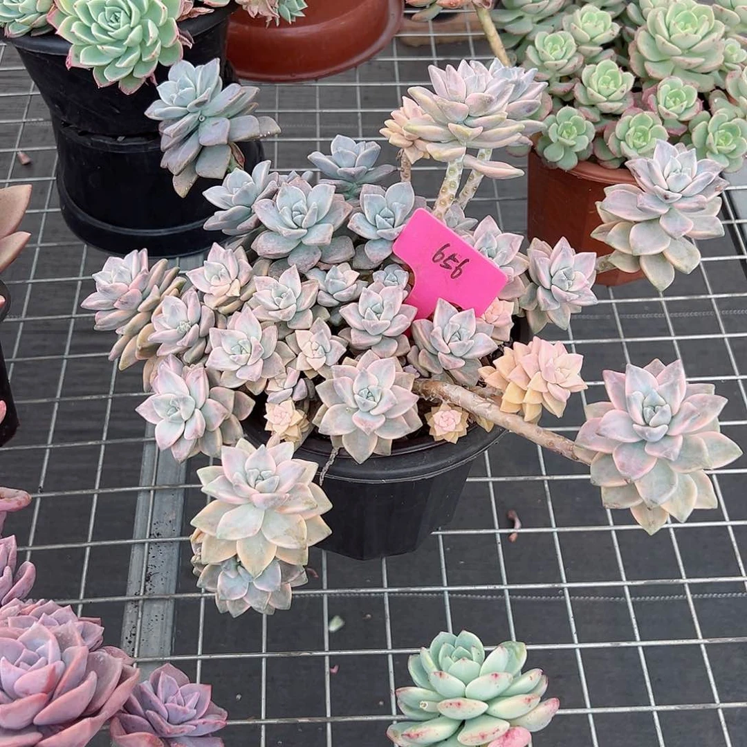 静*淘656美杏锦多肉植物