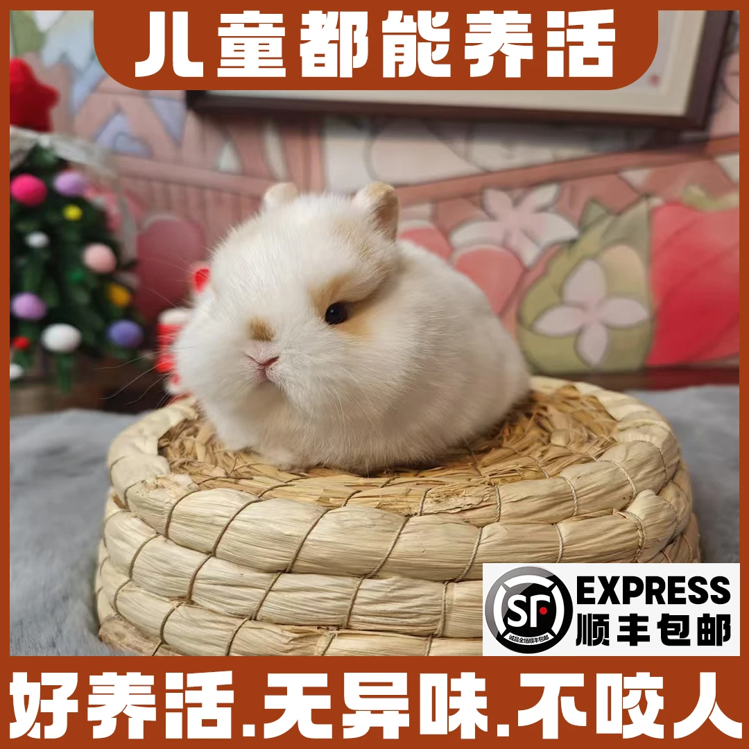 【直播间一物一拍】宠物兔侏儒兔垂耳兔 活物好养活适合儿童宠物
