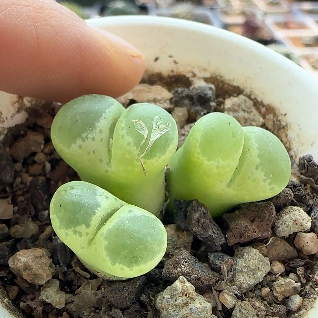 过年好，脱土发货，年后发货哦23394