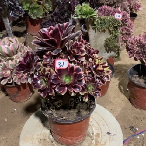 欧嘉莉捧花一物一拍