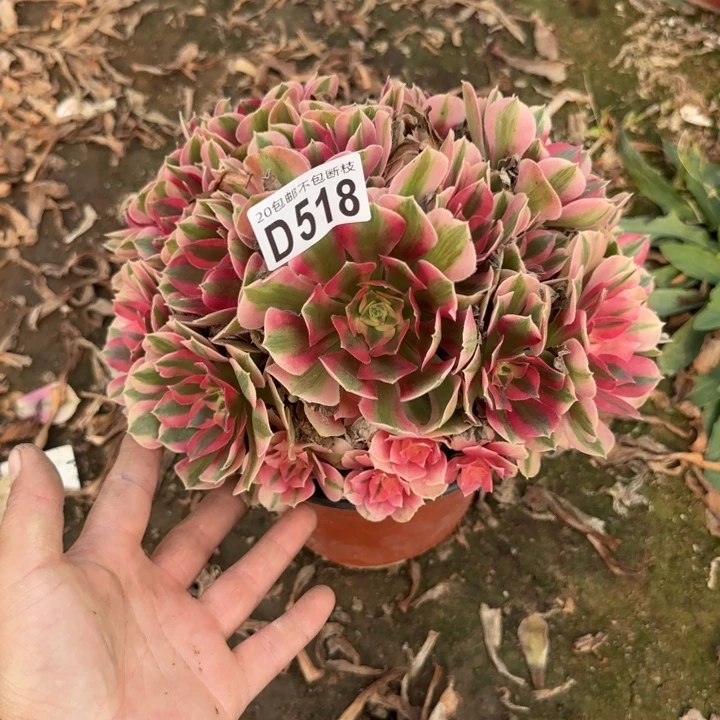 女巫……多肉植物……