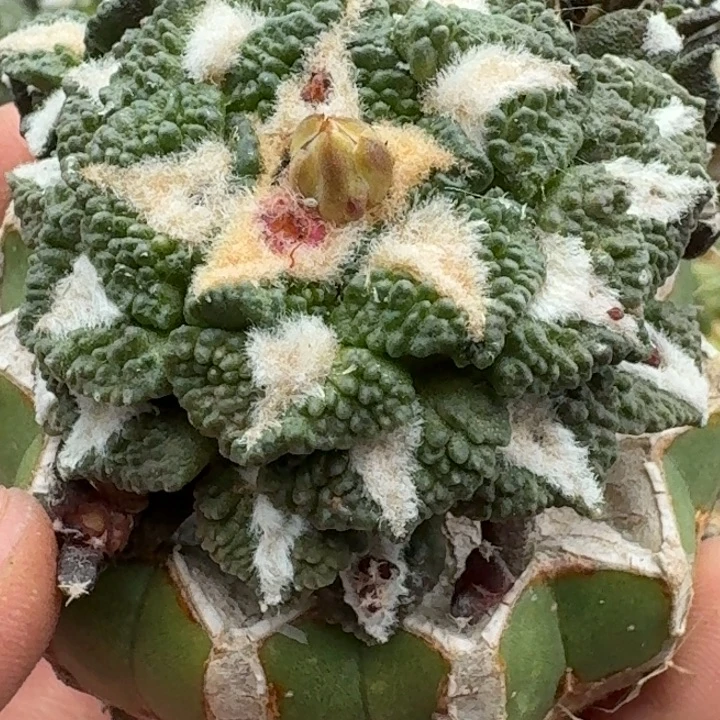 无花朵苗接颗粒黑牡丹717