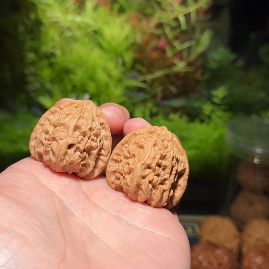 837号36三角白狮子文玩核桃