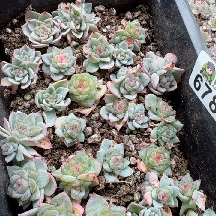 星*多肉植物多肉植物