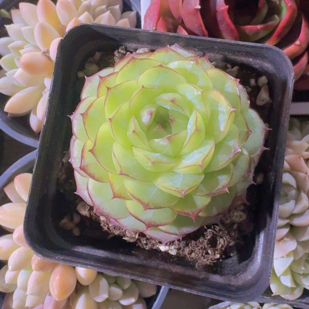 女王珍妮多肉植物16.8