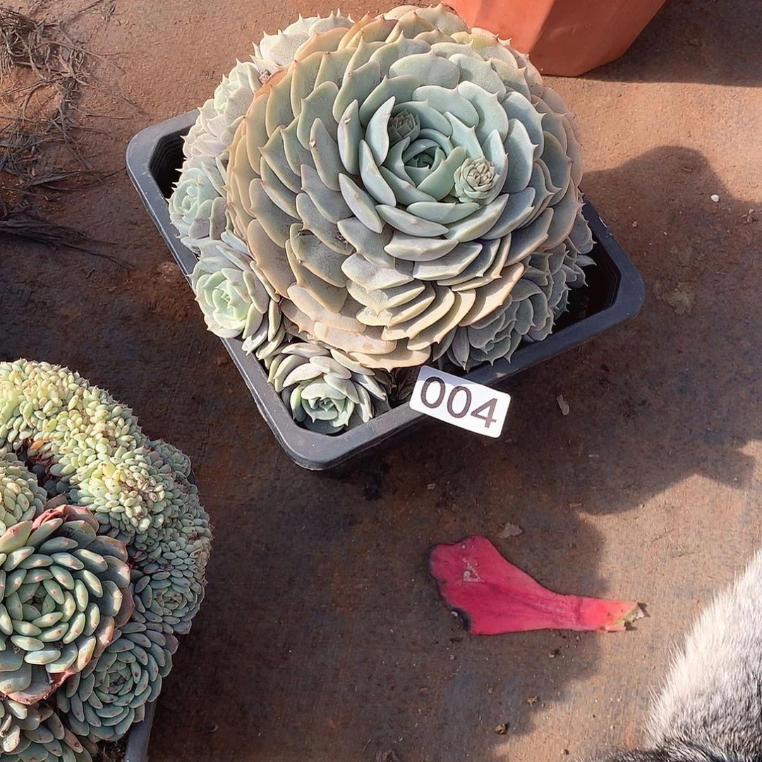 004劳拉 一物一拍多肉