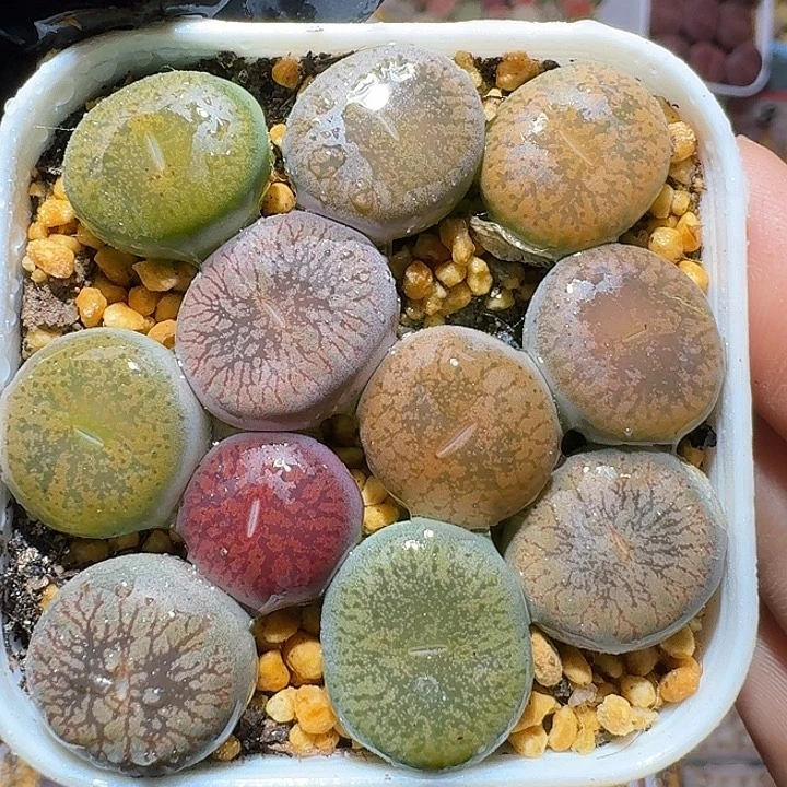 生石花111112。  118