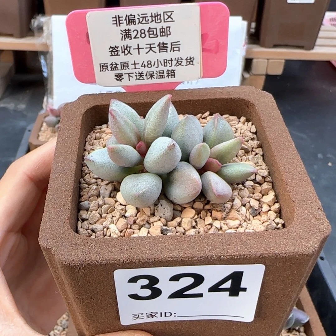 324白糖豆多肉植物