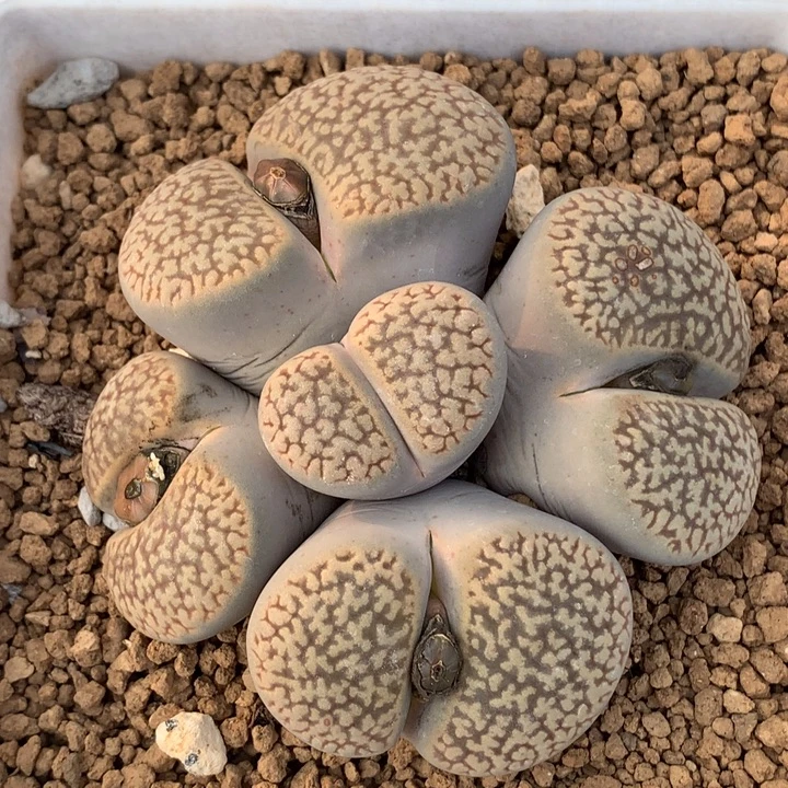 精品多肉植物精品多肉