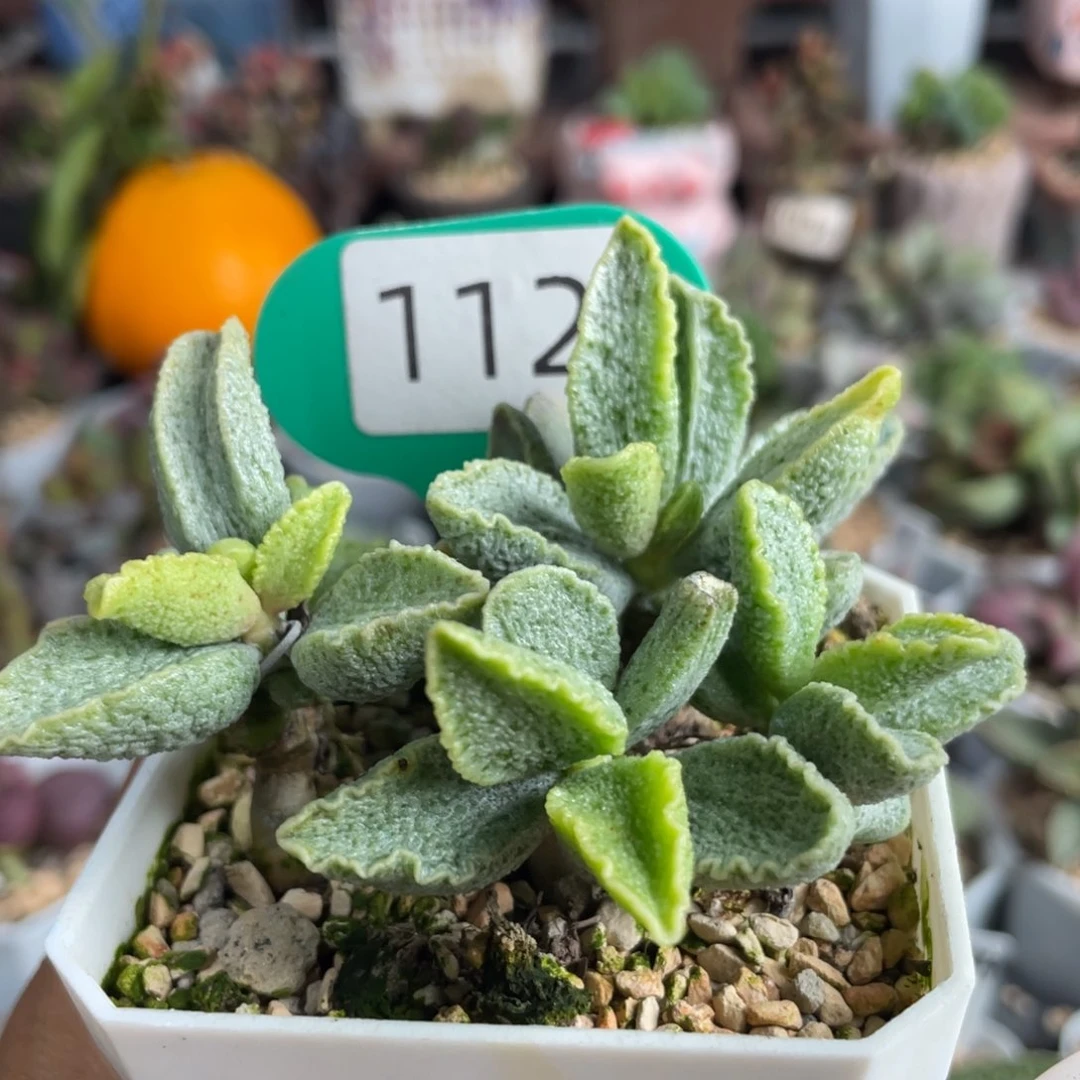 慈**心        花岗岩。