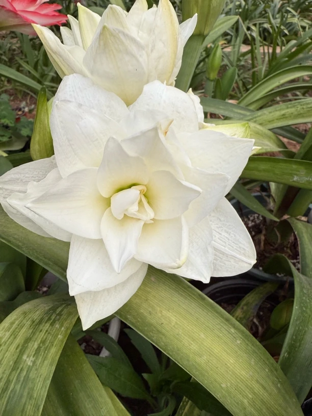 冰淇凌朱顶红自然球