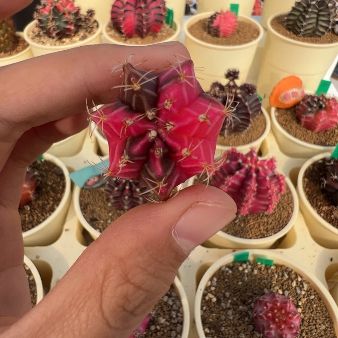 250 好看的米哈冲冲冲