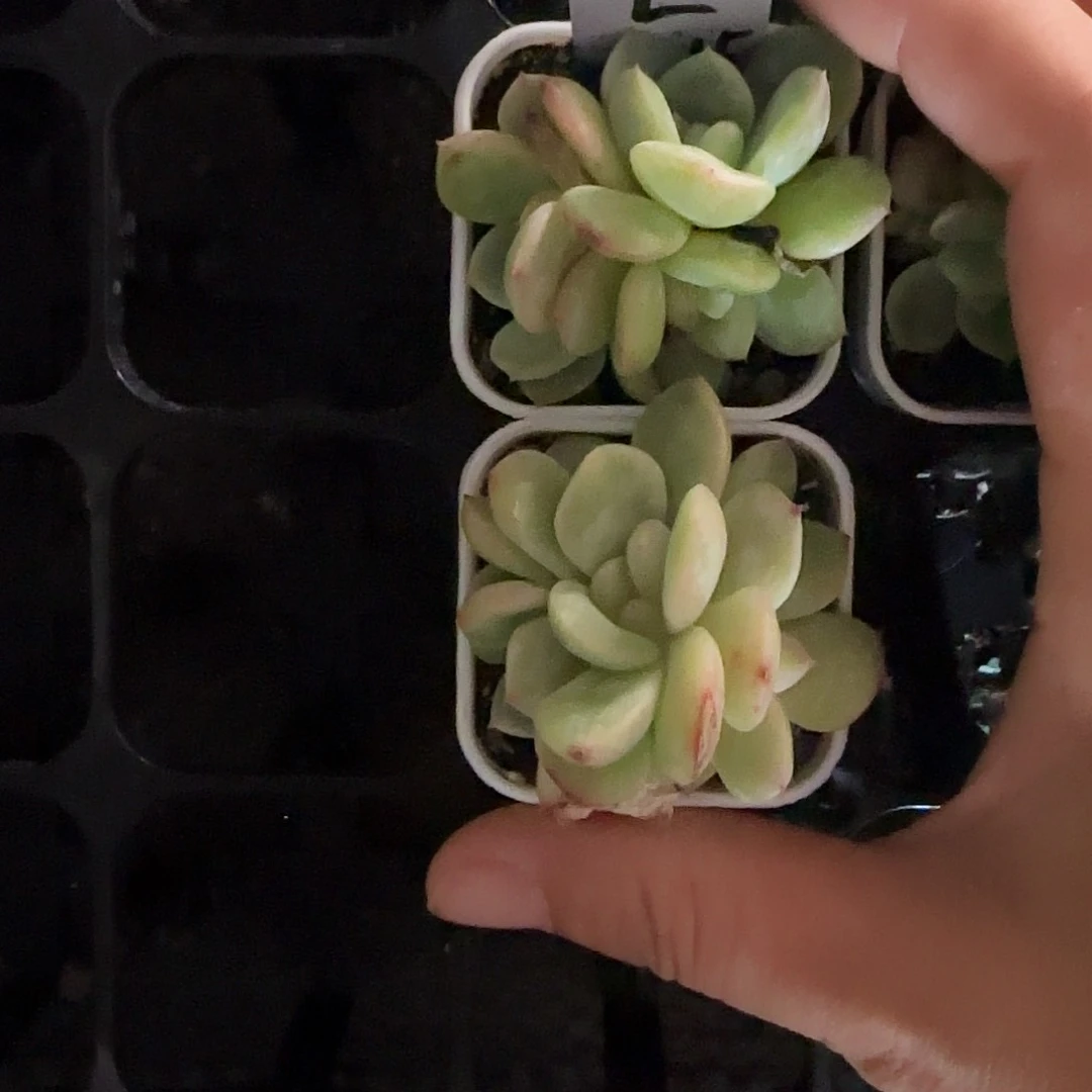 三头322 中苗盆7号床一个满25包邮