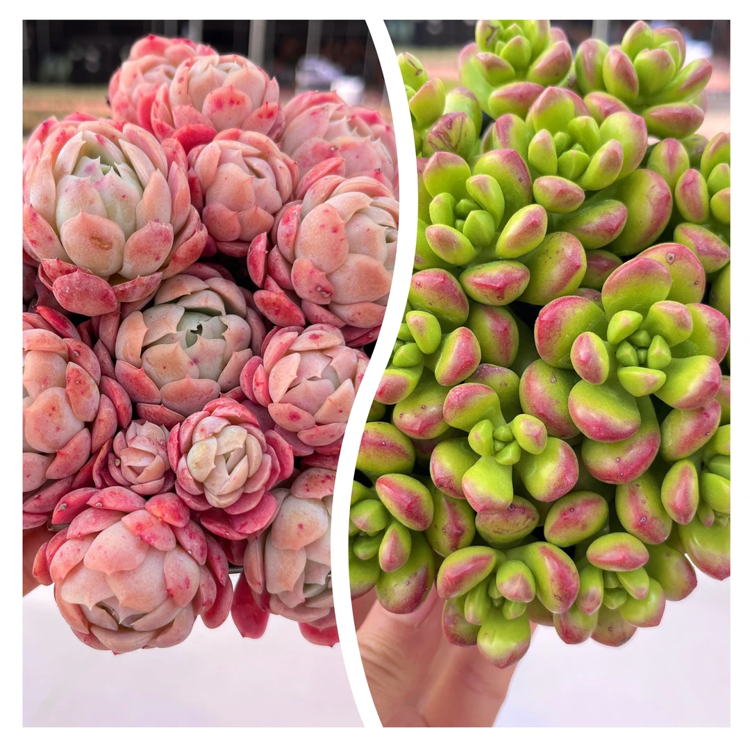 【香水贝瑞+香豆子】带盆带土发 多肉植物 新手好养 带香味多肉