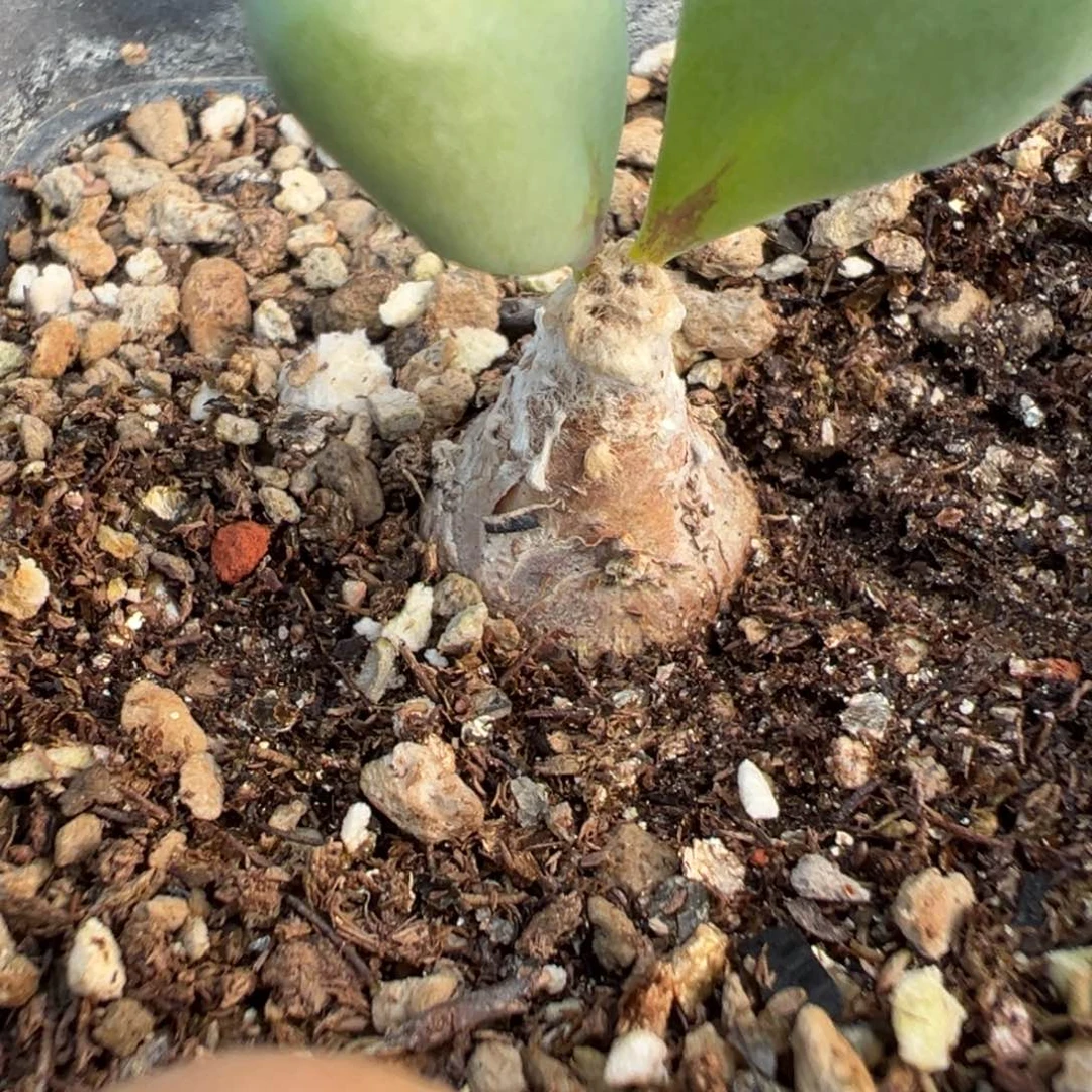 16-195肉锥多肉植物