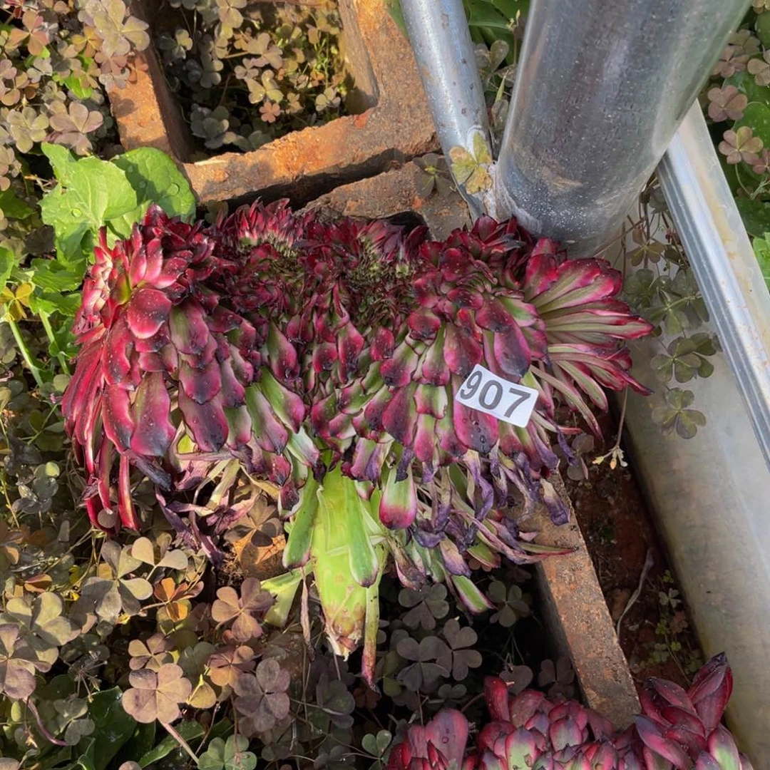 鹤*907多肉植物多肉