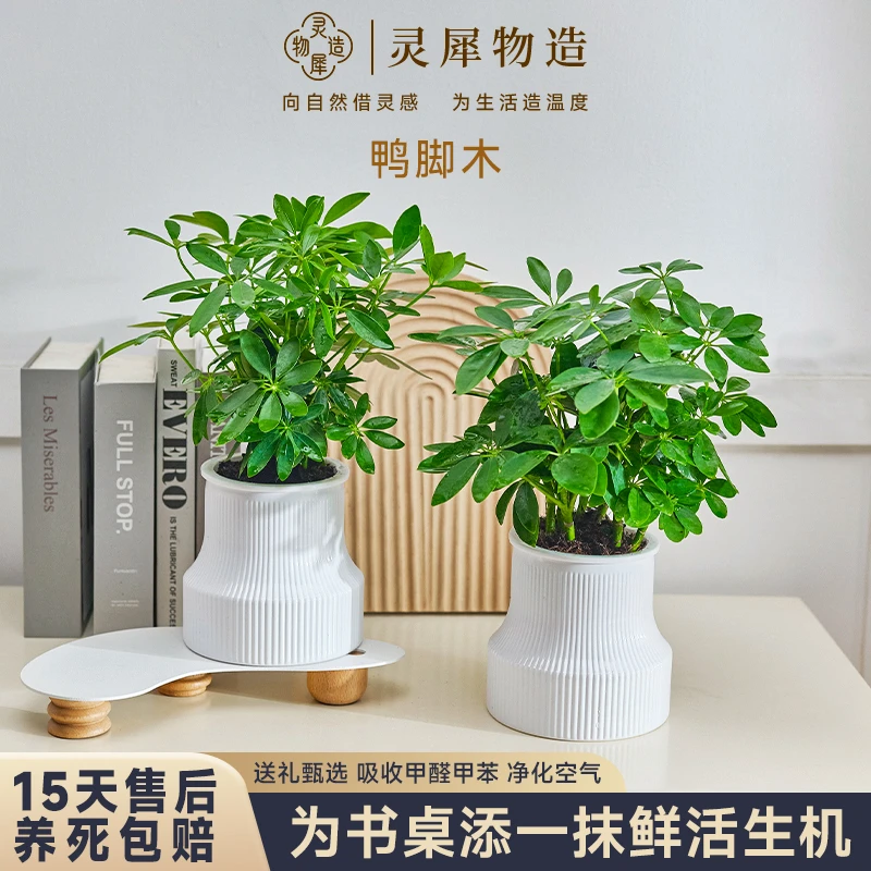 【买一送一】鸭脚木七叶莲八方来财颜色自然室内外好养园艺绿植盆栽