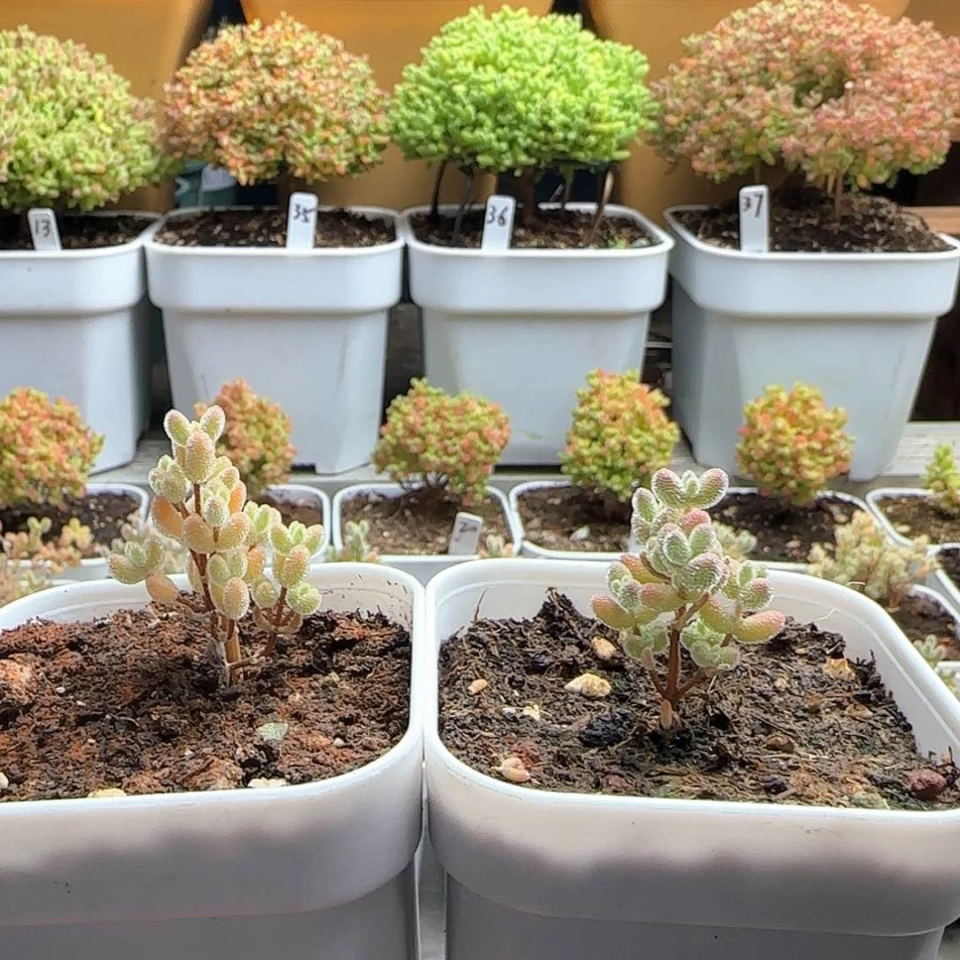 ?*实生粉冰晶枝干番杏专拍