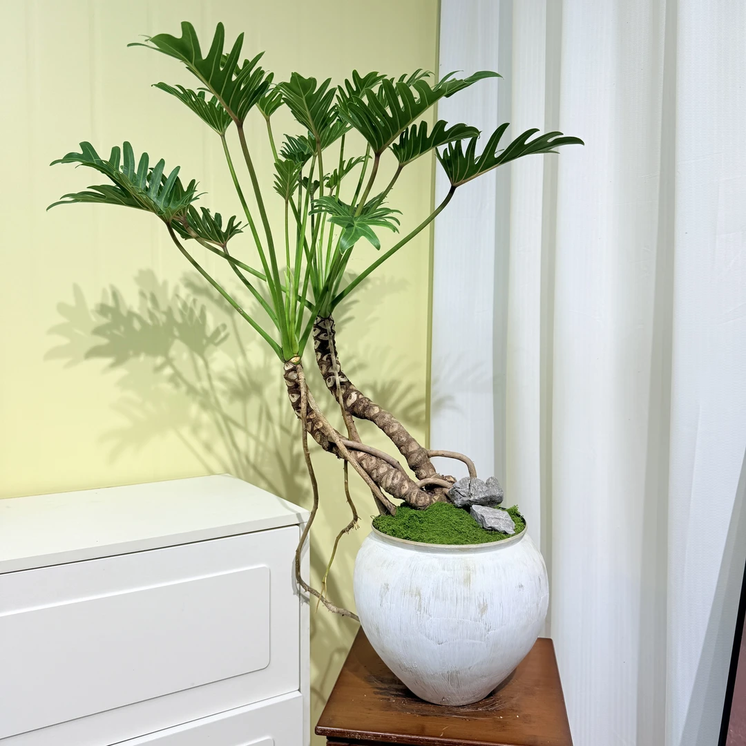 （龙鳞小天使）老桩绿植盆景，客厅茶室茶台百搭，大自然的鬼斧神工。