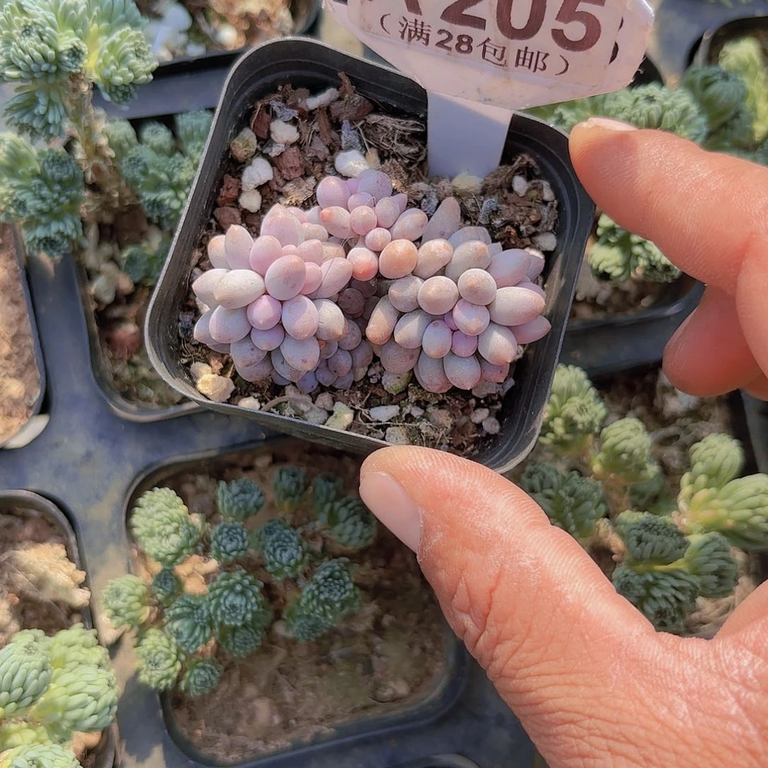 A205婴儿手指一物一拍