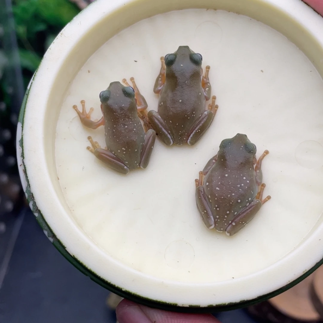 老爷树蛙2号3只异色蓝眼