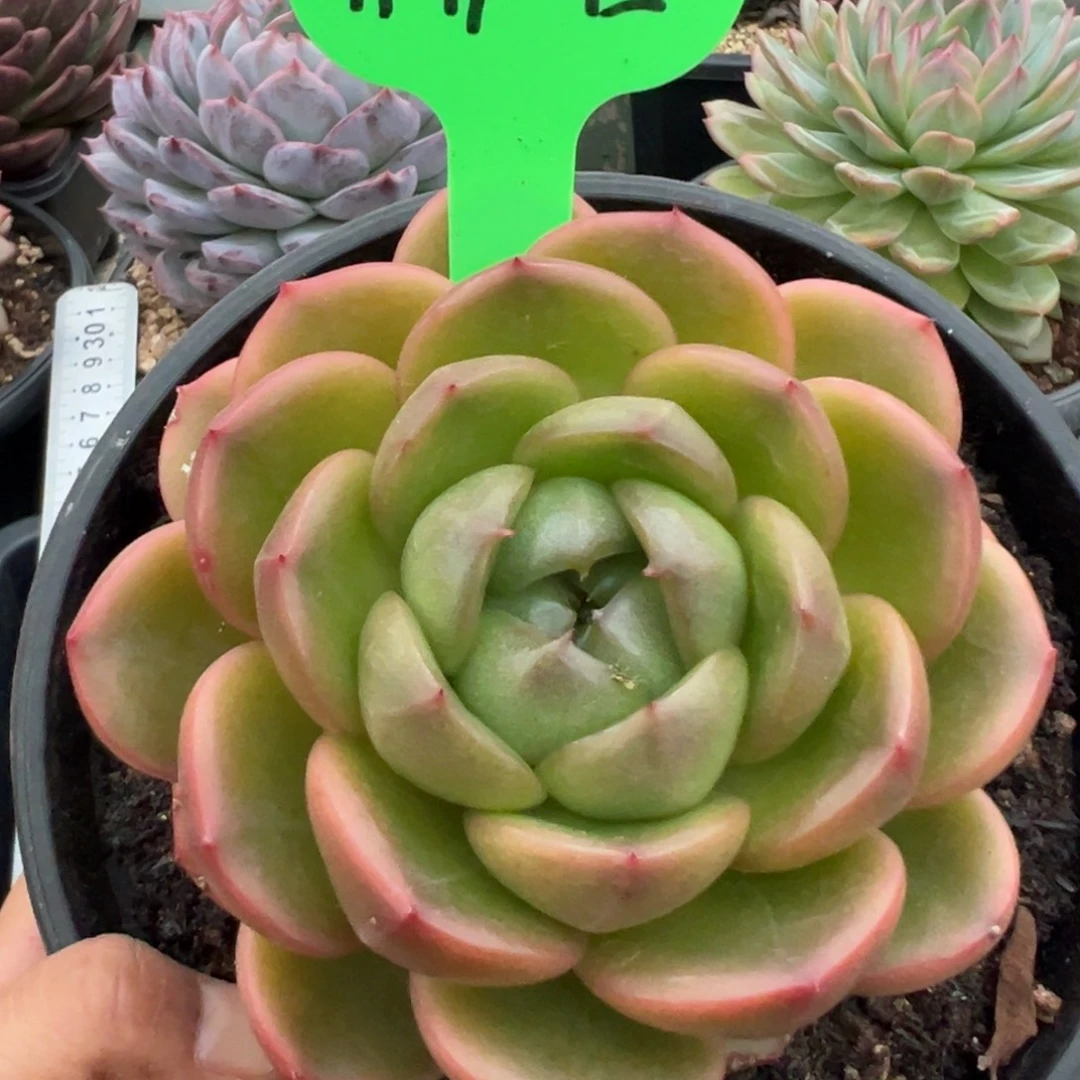 1119-45，1111111111