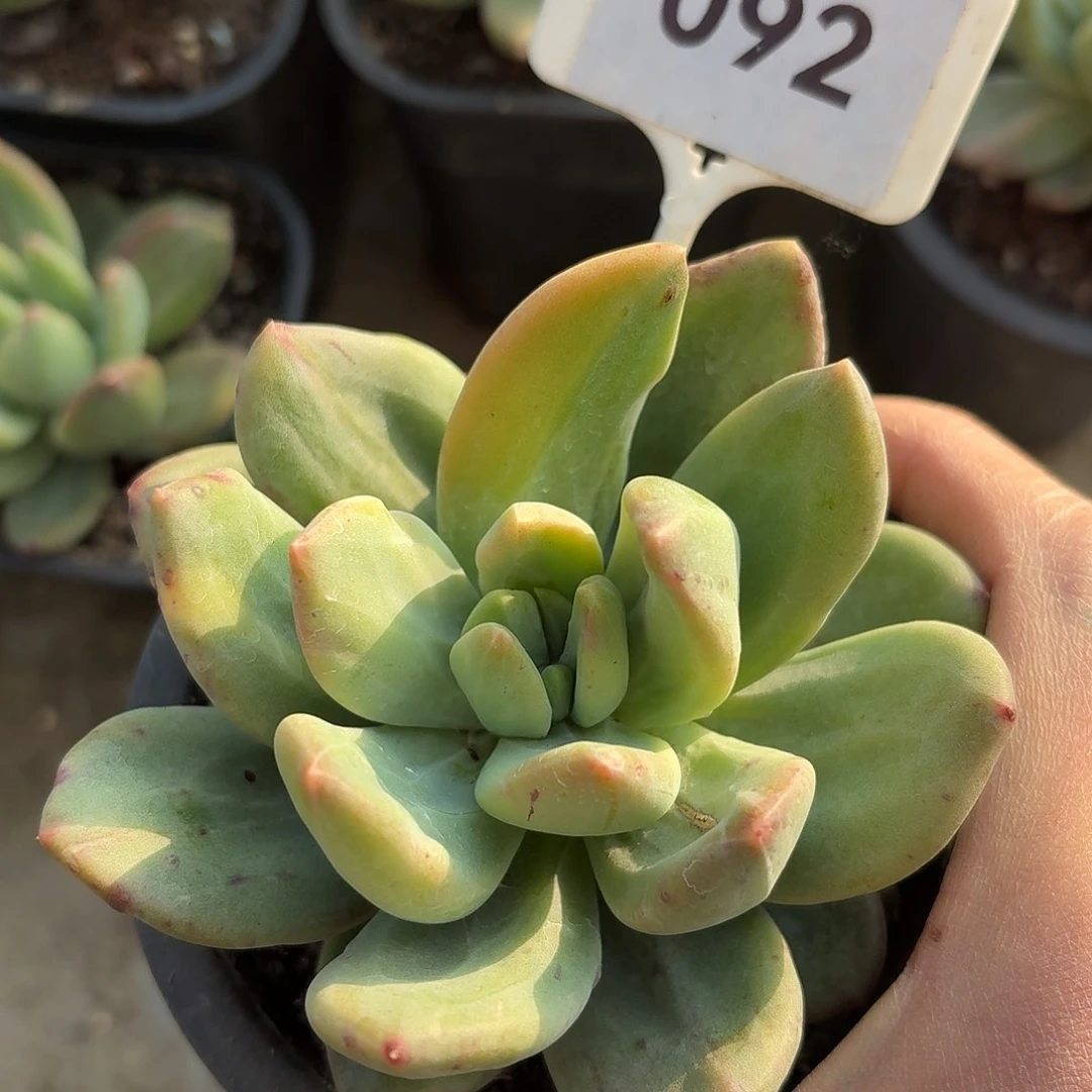 海洋之歌石化7777777778777778